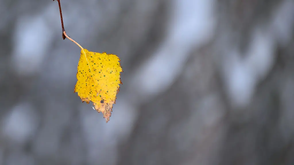 Die-Blaetter-fallen-die-Kaelte-kommt-Es-ist-Herbst-in-NRW-der-Winter-ist-nicht-mehr-fern