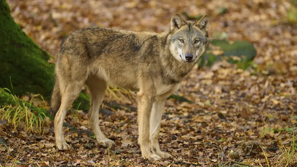 Ein-Wolf-steht-im-herbstlichen-Wald-und-beobachtet-die-Umgebung-Wolf-Canis-lupus-Deutschland