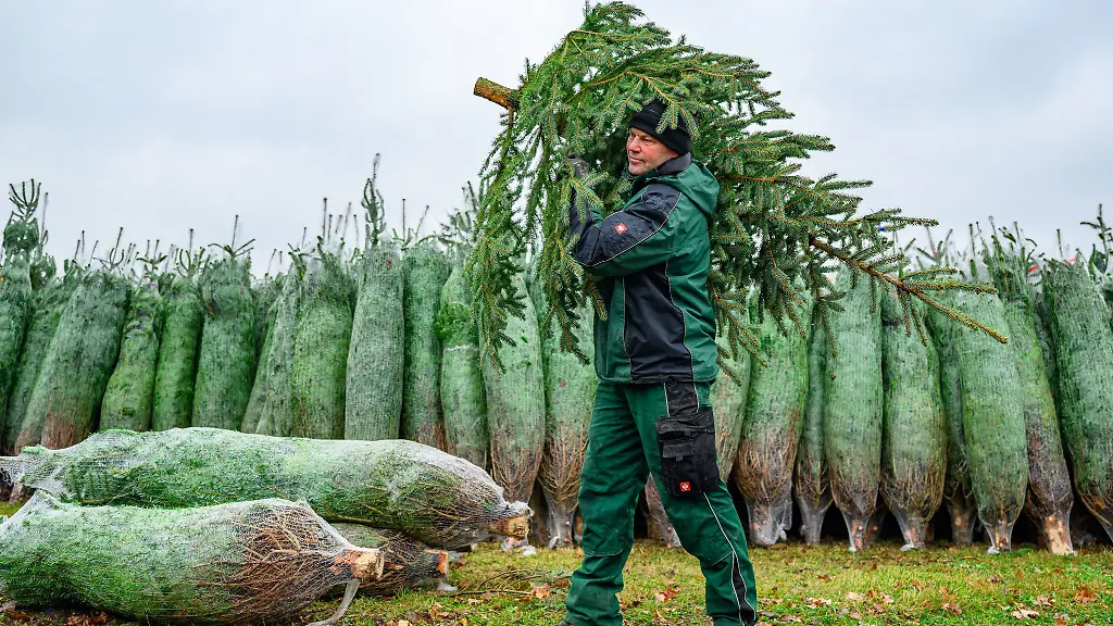 Mit-dem-Schlagen-der-ersten-Tannen-hat-die-Weihnachtsbaum-Saison-in-Brandenburg-begonnen