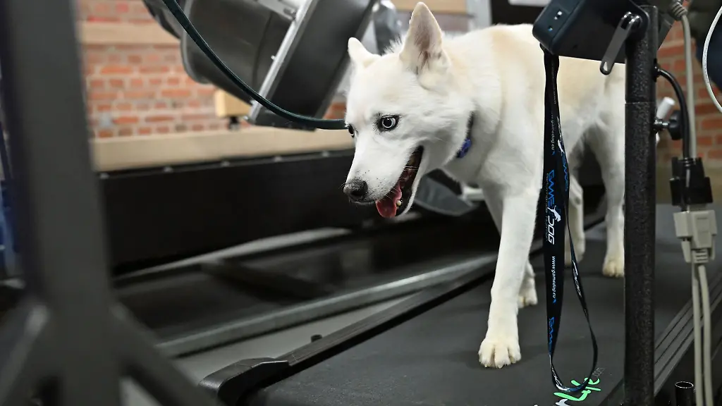 Eine-neue-Anlage-ermoeglicht-praezise-Aufnahmen-von-Tieren-in-Bewegung