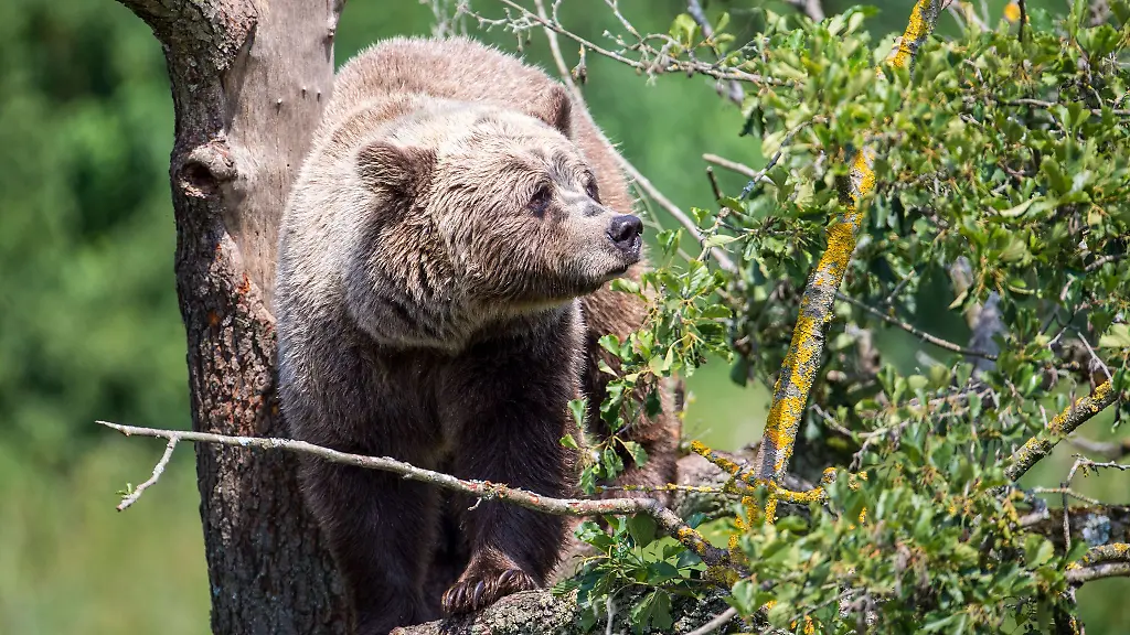 Ein-Braunbaer-im-oberbayerischen-Wildpark-Poing-Immer-wieder-gibt-es-Berichte-ueber-Sichtungen-in-freier-Wildbahn