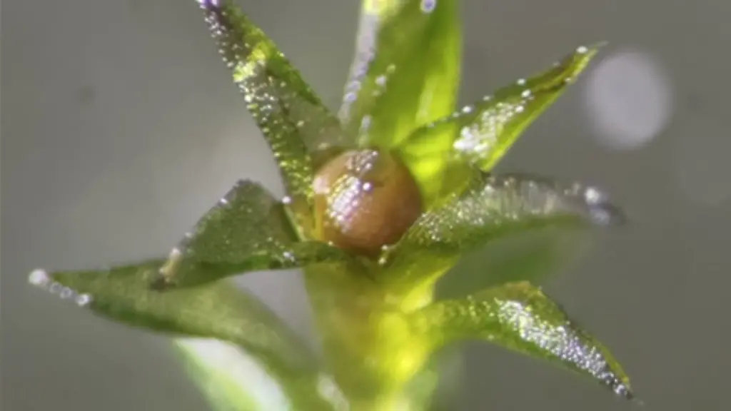 VERWENDUNG-NUR-IN-ZUSAMMENHANG-MIT-DER-STUDIE-HANDOUT-Sporophyte-sample-from-the-space-exposure-experiment-on-the-ISS-CREDIT-Tomomichi-Fujita-Quelle-https-www-eurekalert