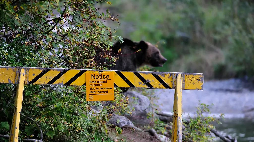 Schild-Gesperrt-wegen-Braunbaergefahr-Bella-Coola-Kanada-Nordamerika