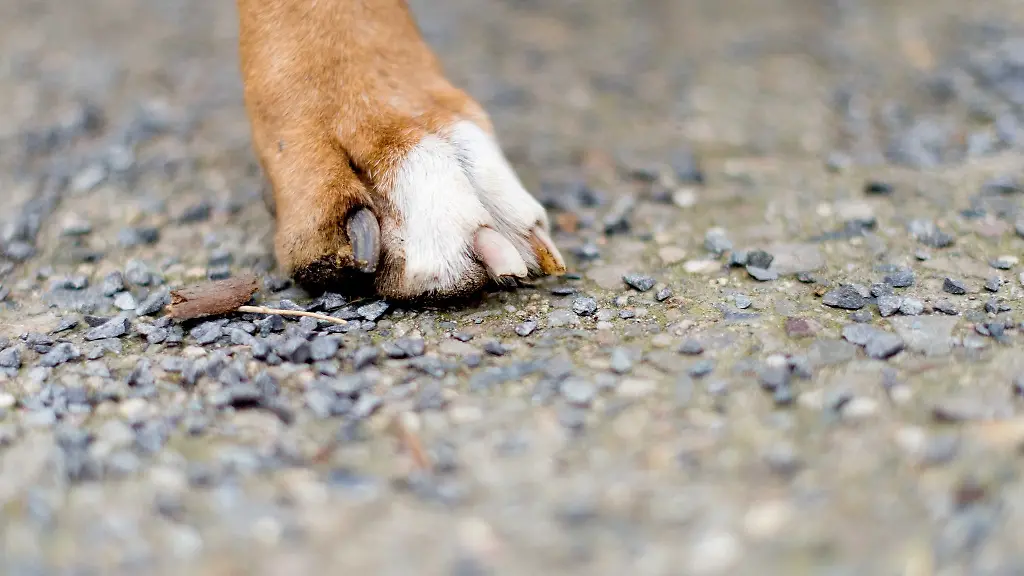 Eine-Frau-aus-Mansfeld-Suedharz-muss-mit-Strafen-wegen-schlechter-Haltung-ihrer-Hunde-rechnen