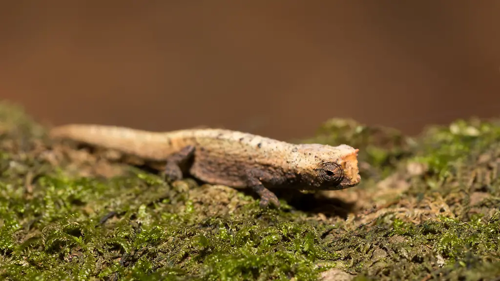 Tiny-chameleon-Brookesia-micra-Brookesia-minima-Tiny-chameleon-Brookesia-micra-Brookesia-minima-smallest-known-chameleon-and-among-the-smallest-reptiles-of-the-world