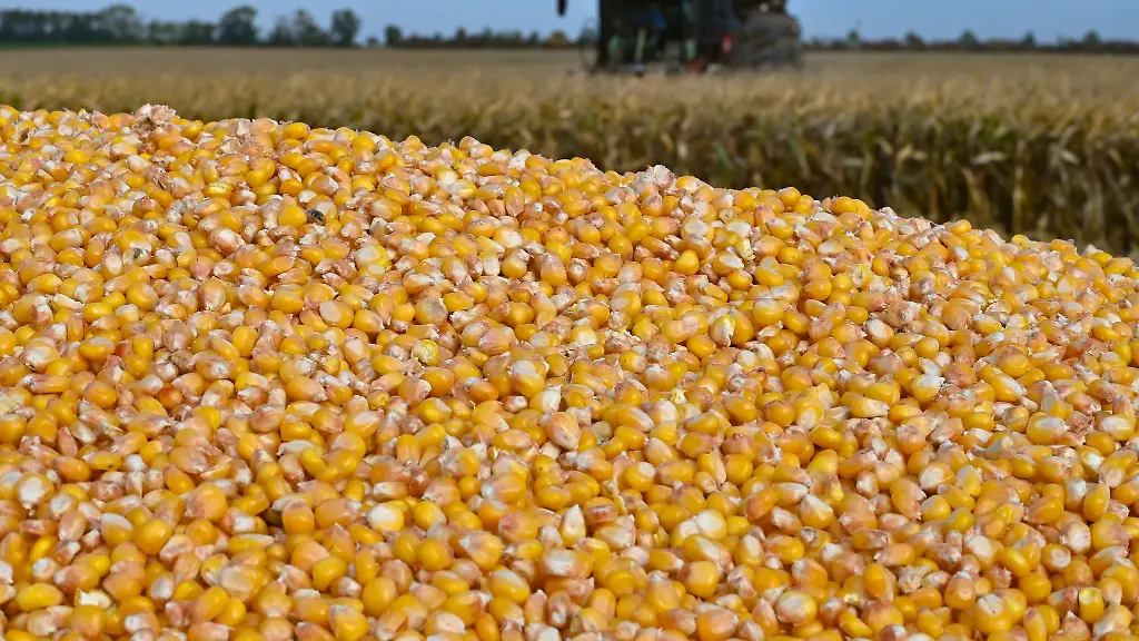 Landwirte-in-Brandenburg-haben-mehr-Koernermais-geerntet-und-die-Anbauflaechen-sind-groesser-geworden