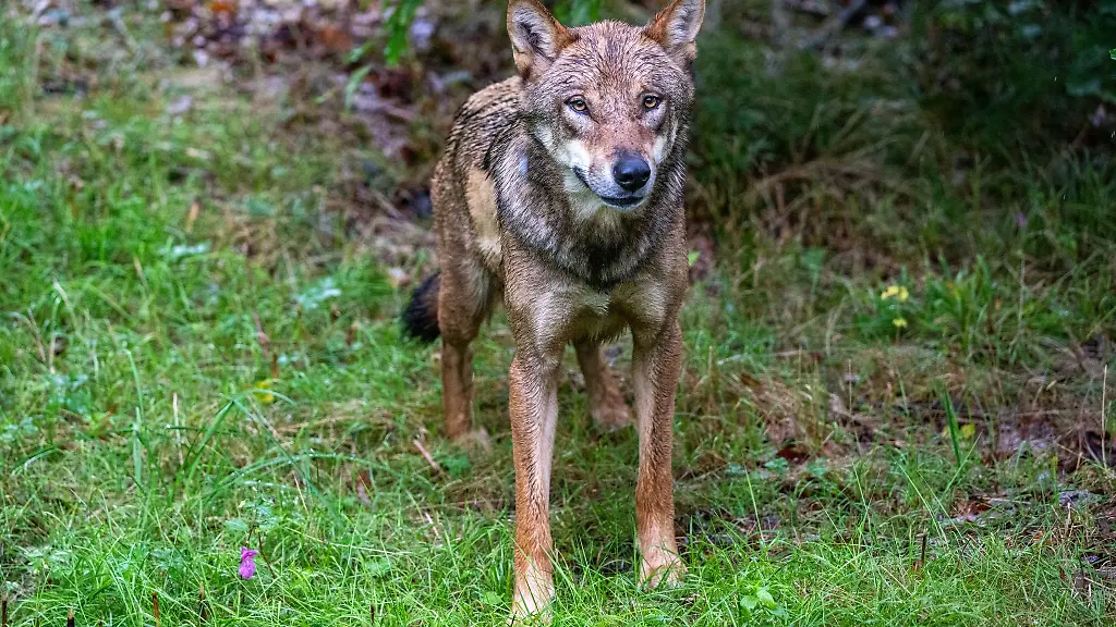 Ein-junger-Wolf-zeigt-in-Ostsachsen-eine-auffaellige-Zutraulichkeit-und-soll-nun-wieder-Scheu-vor-Menschen-entwickeln-Archivbild