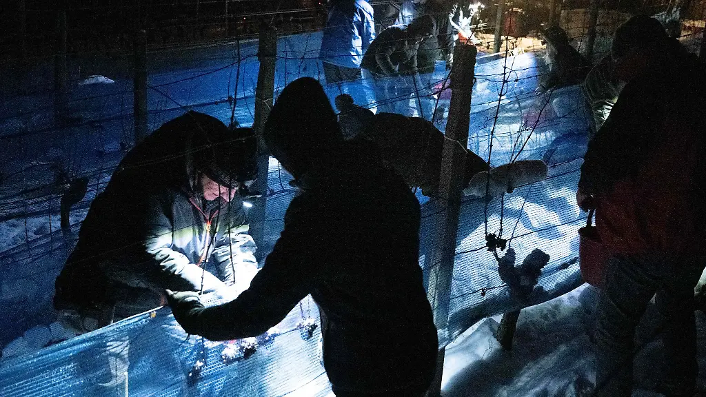 An-diesem-Wochenende-soll-im-Elbtal-wieder-Eiswein-gelesen-werden