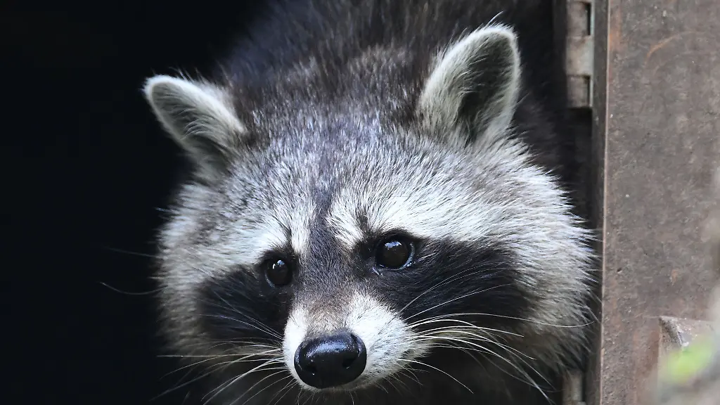 Auch-in-Sachsen-hat-die-Population-von-Waschbaeren-massiv-zugenommen-Das-bringt-zahlreiche-Probleme-fuer-Natur-und-Mensch-mit-sich