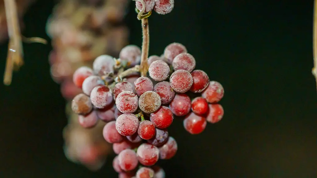 Mindestens-minus-sieben-Grad-sind-Voraussetzung-fuer-die-Eisweinlese
