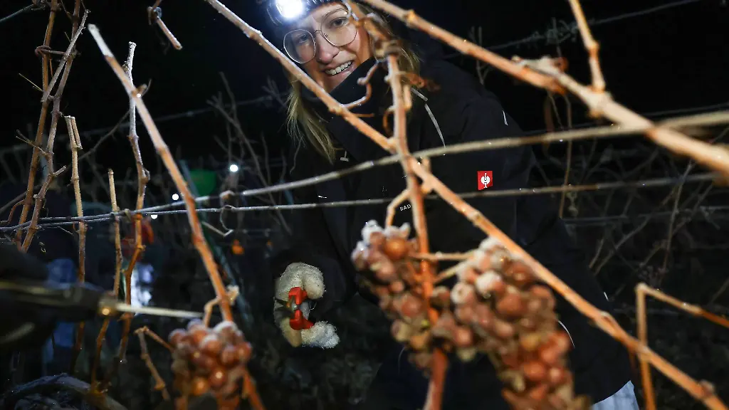 Seit-etwa-230-Jahren-werden-in-Franken-Eisweine-hergestellt