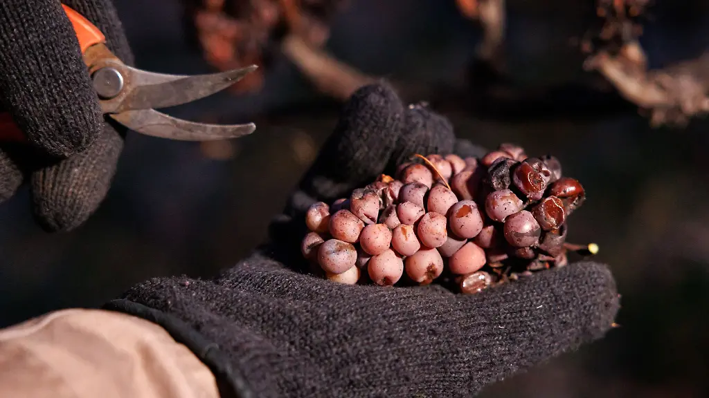 Innerhalb-einer-guten-Stunde-konnten-insgesamt-24-Kisten-mit-Eisweintrauben-geerntet-werden