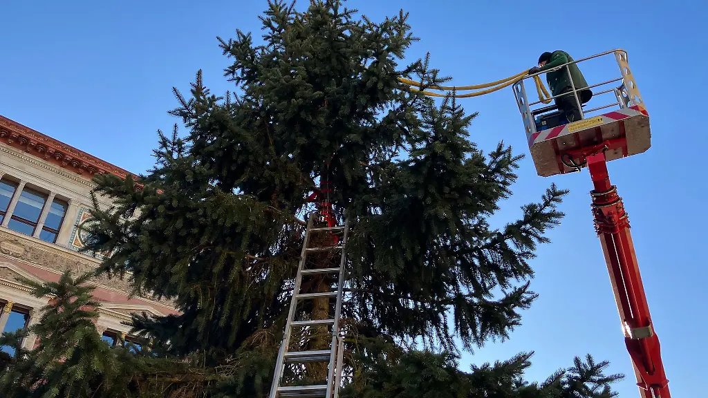 Der-Baum-wurde-am-Samstagmorgen-abtransportiert