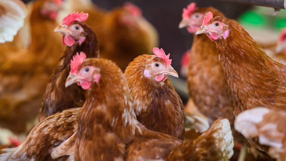 Älterer Mann mit Vorerkrankungen: Erster mit H5N5-Virus infizierter Mensch gestorben