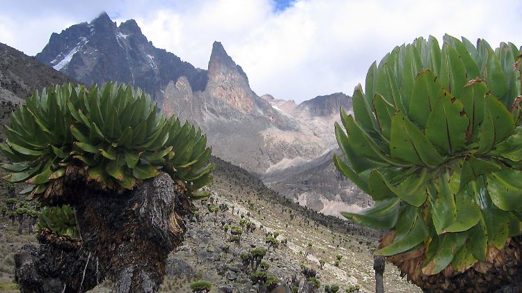 Zwischen Riesenlobelien wird der Blick auf den Mount Kenya frei (Bild von Dezember 2005).