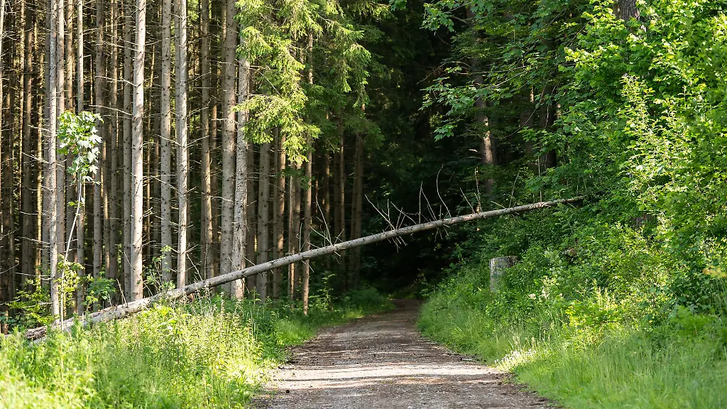 Wer-einen-Hinweis-gibt-kann-den-Bearbeitungsstand-bei-der-Forstbehoerde-verfolgen
