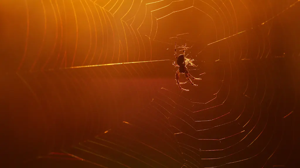 21-04-2025-Eine-Schilfradspinne-Larinioides-cornutus-sitzt-in-einem-Naturschutzgebiet-in-Trebbin-im-schwindenden-Licht-der-untergehenden-Sonne-in-ihrem-Netz