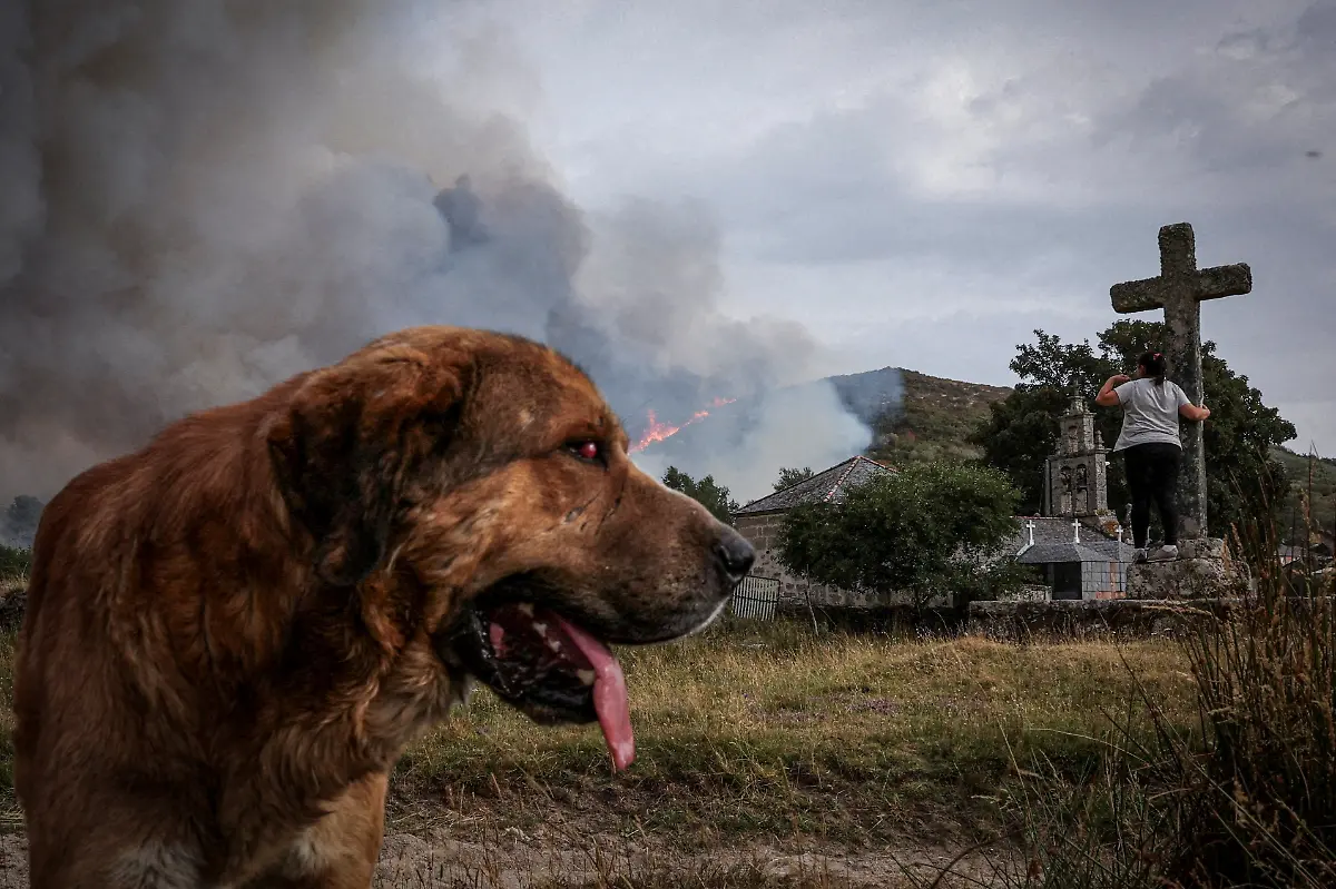 Millon-a-partially-blind-retired-herding-dog-surveys-his-surroundings-as-a-wildfire-approaches-the-village-of-Parafita-Galicia-Spain-August-12-2025-Although-the-record-breaking-wildfires-that-ripped-across-Spain-and-Portugal-in-August-have-subsided-residents-in-rural-communities-in-Spain-s-northwestern-Galicia-region-are-still-battling-the-aftermath-Spain-s-COAG-national-farmers-association-estimated-that-the-fires-had-caused-at-least-600-million-euros-699-72-million-in-damages-devastating-crops-and-buildings-and-leaving-livestock-dead-in-the-fields-REUTERS-Violeta-Santos-Moura-SEARCH-IBERIA-WILDFIRES-AFTERMATH-FOR-THIS-STORY-SEARCH-WIDER-IMAGE-FOR-ALL-STORIES