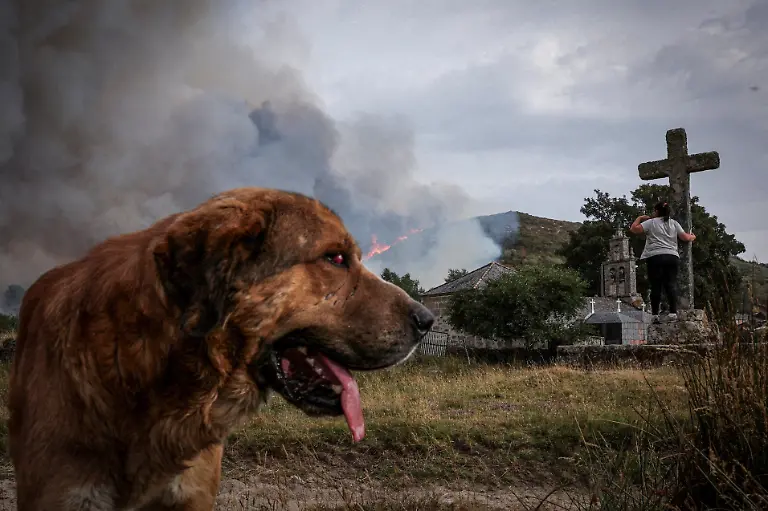 Millon-a-partially-blind-retired-herding-dog-surveys-his-surroundings-as-a-wildfire-approaches-the-village-of-Parafita-Galicia-Spain-August-12-2025-Although-the-record-breaking-wildfires-that-ripped-across-Spain-and-Portugal-in-August-have-subsided-residents-in-rural-communities-in-Spain-s-northwestern-Galicia-region-are-still-battling-the-aftermath-Spain-s-COAG-national-farmers-association-estimated-that-the-fires-had-caused-at-least-600-million-euros-699-72-million-in-damages-devastating-crops-and-buildings-and-leaving-livestock-dead-in-the-fields-REUTERS-Violeta-Santos-Moura-SEARCH-IBERIA-WILDFIRES-AFTERMATH-FOR-THIS-STORY-SEARCH-WIDER-IMAGE-FOR-ALL-STORIES