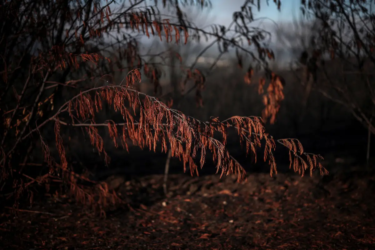 Burned-leaves-are-seen-in-the-aftermath-of-a-wildfire-near-Arganil-Portugal-September-11-2025-Although-the-record-breaking-wildfires-that-ripped-across-Spain-and-Portugal-in-August-have-subsided-residents-in-rural-communities-in-Spain-s-northwestern-Galicia-region-are-still-battling-the-aftermath-Spain-s-COAG-national-farmers-association-estimated-that-the-fires-had-caused-at-least-600-million-euros-699-72-million-in-damages-devastating-crops-and-buildings-and-leaving-livestock-dead-in-the-fields-REUTERS-Pedro-Nunes-SEARCH-IBERIA-WILDFIRES-AFTERMATH-FOR-THIS-STORY-SEARCH-WIDER-IMAGE-FOR-ALL-STORIES