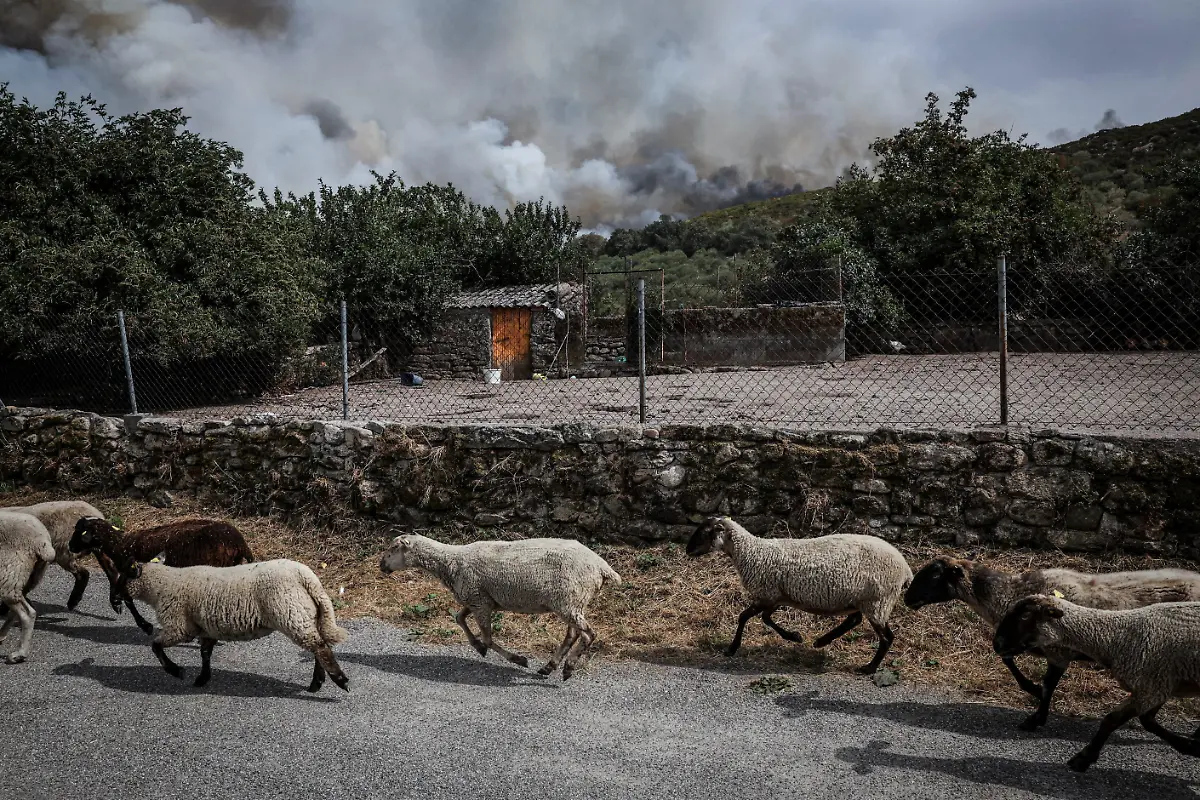 Sheep-run-as-a-wildfire-approaches-the-outer-bounds-of-the-village-of-Parafita-Galicia-region-Spain-August-12-2025-Although-the-record-breaking-wildfires-that-ripped-across-Spain-and-Portugal-in-August-have-subsided-residents-in-rural-communities-in-Spain-s-northwestern-Galicia-region-are-still-battling-the-aftermath-Spain-s-COAG-national-farmers-association-estimated-that-the-fires-had-caused-at-least-600-million-euros-699-72-million-in-damages-devastating-crops-and-buildings-and-leaving-livestock-dead-in-the-fields-REUTERS-Violeta-Santos-Moura-SEARCH-IBERIA-WILDFIRES-AFTERMATH-FOR-THIS-STORY-SEARCH-WIDER-IMAGE-FOR-ALL-STORIES
