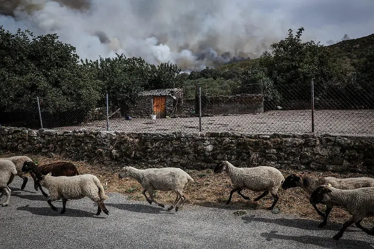 Sheep-run-as-a-wildfire-approaches-the-outer-bounds-of-the-village-of-Parafita-Galicia-region-Spain-August-12-2025-Although-the-record-breaking-wildfires-that-ripped-across-Spain-and-Portugal-in-August-have-subsided-residents-in-rural-communities-in-Spain-s-northwestern-Galicia-region-are-still-battling-the-aftermath-Spain-s-COAG-national-farmers-association-estimated-that-the-fires-had-caused-at-least-600-million-euros-699-72-million-in-damages-devastating-crops-and-buildings-and-leaving-livestock-dead-in-the-fields-REUTERS-Violeta-Santos-Moura-SEARCH-IBERIA-WILDFIRES-AFTERMATH-FOR-THIS-STORY-SEARCH-WIDER-IMAGE-FOR-ALL-STORIES