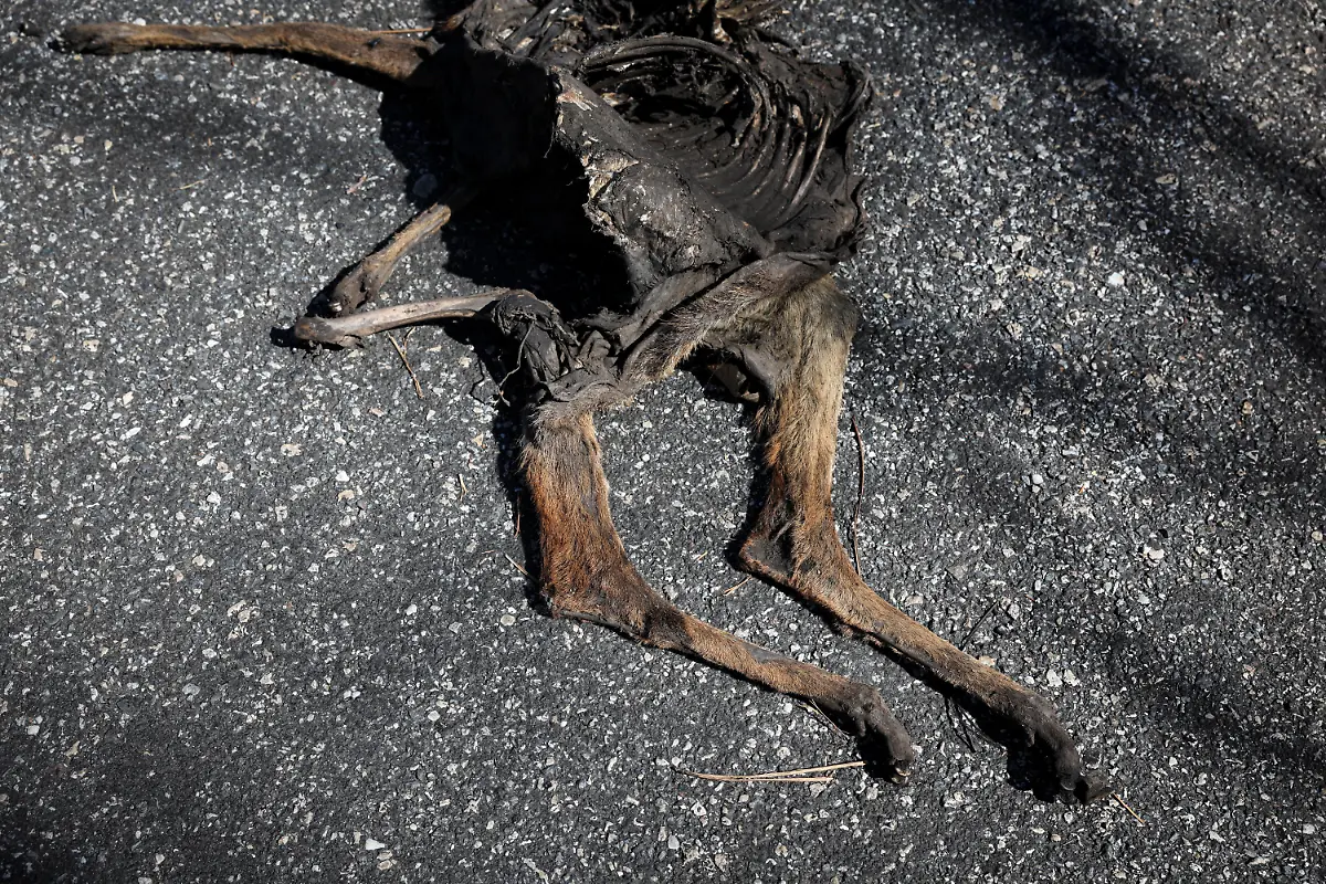 The-charred-body-of-a-dead-goat-killed-during-a-wildfire-lies-at-the-entrance-to-the-village-of-San-Vicente-de-Leira-Galicia-Spain-September-17-2025-Although-the-record-breaking-wildfires-that-ripped-across-Spain-and-Portugal-in-August-have-subsided-residents-in-rural-communities-in-Spain-s-northwestern-Galicia-region-are-still-battling-the-aftermath-Spain-s-COAG-national-farmers-association-estimated-that-the-fires-had-caused-at-least-600-million-euros-699-72-million-in-damages-devastating-crops-and-buildings-and-leaving-livestock-dead-in-the-fields-REUTERS-Violeta-Santos-Moura-SEARCH-IBERIA-WILDFIRES-AFTERMATH-FOR-THIS-STORY-SEARCH-WIDER-IMAGE-FOR-ALL-STORIES