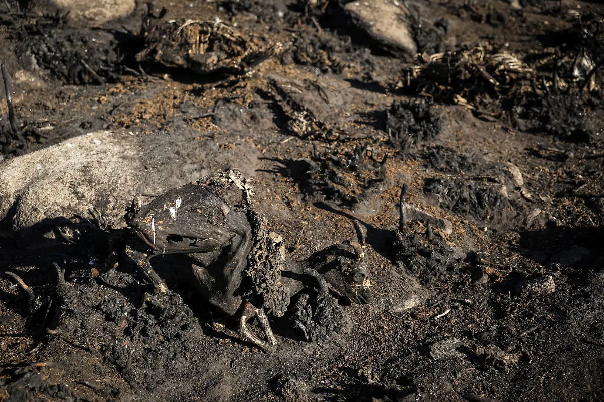 The-body-of-a-charred-goat-from-the-herd-of-Carlos-Lamela-45-stands-dead-in-the-mountains-of-the-village-of-Parafita-Galicia-Spain-September-17-2025-Although-the-record-breaking-wildfires-that-ripped-across-Spain-and-Portugal-in-August-have-subsided-residents-in-rural-communities-in-Spain-s-northwestern-Galicia-region-are-still-battling-the-aftermath-Spain-s-COAG-national-farmers-association-estimated-that-the-fires-had-caused-at-least-600-million-euros-699-72-million-in-damages-devastating-crops-and-buildings-and-leaving-livestock-dead-in-the-fields-REUTERS-Nacho-Doce-SEARCH-IBERIA-WILDFIRES-AFTERMATH-FOR-THIS-STORY-SEARCH-WIDER-IMAGE-FOR-ALL-STORIES