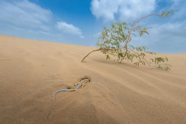 A-fringe-toed-lizard-kicks-sand-back-with-its-hind-legs-as-it-burrows-down-at-the-base-of-a-desert-plant-seeking-respite-from-the-heat-in-the-Thar-Desert-I-chose-a-fish-eye-lens-to-capture-the-expanse-of-the-habitat-the-solitary-nature-of-the-bush-and-the-cloud-filled-sky-I-made-this-image-when-I-observed-that-the-lizard-s-body-and-tail-seemed-to-mimic-the-form-of-the-bush