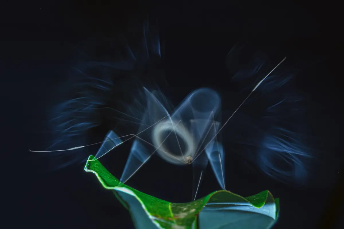 Winner_CreativeNature_Bidyut_Kalita