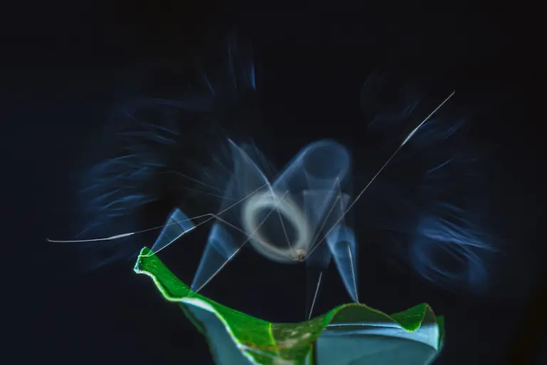 Winner_CreativeNature_Bidyut_Kalita