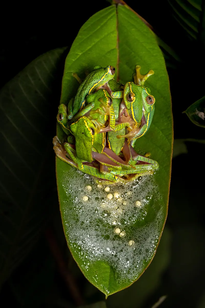 SpecialMention_AnimalBehaviour_Gokul_D