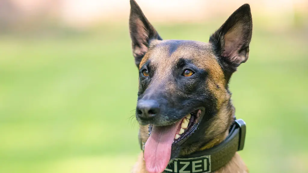 Der-Polizeihund-brachte-den-Fluechtigen-schnell-zu-Boden