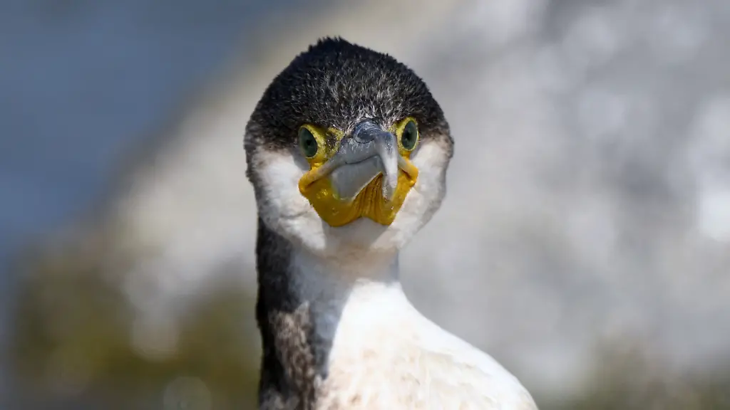 Kormorane-sind-mittelgrosse-bis-grosse-Wasservoegel-Weltweit-gibt-es-43-Arten