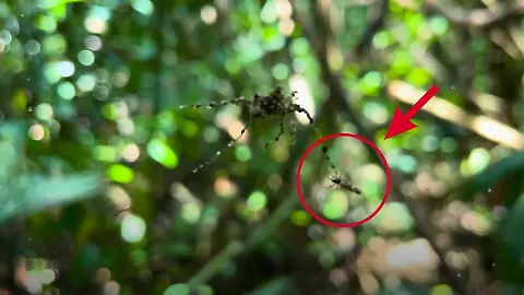 Spinne Tarnung