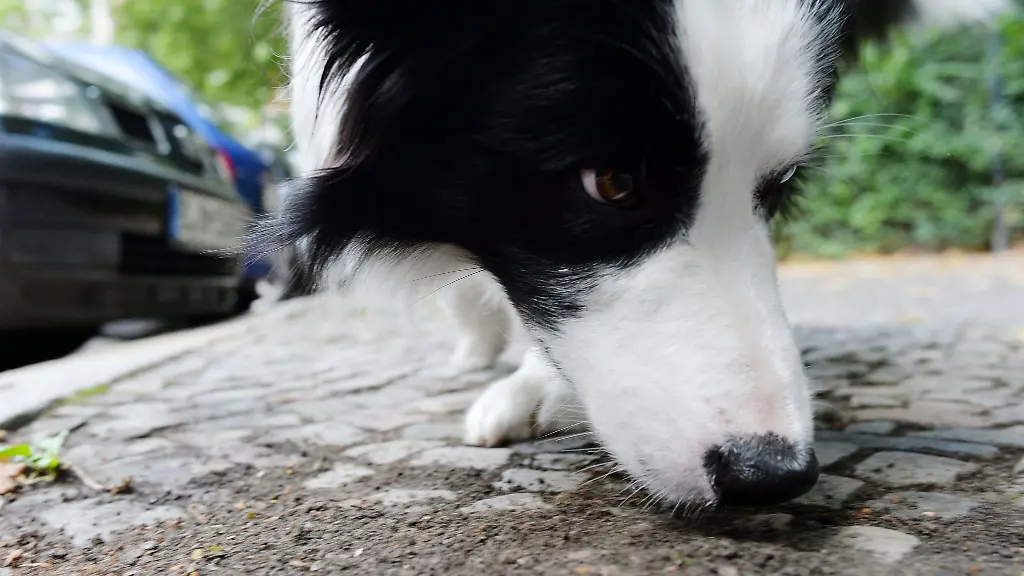 Bei-Suelfeld-sind-moeglicherweise-Giftkoeder-ausgelegt-worden