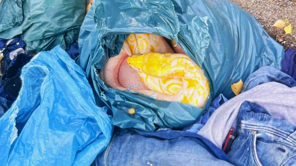 Schock bei der Kleidersammlung: Drei-Meter-Schlange zwischen alten Jeanshosen entsorgt