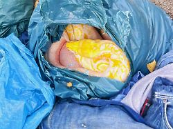 Schock bei der Kleidersammlung: Drei-Meter-Schlange zwischen alten Jeanshosen entsorgt