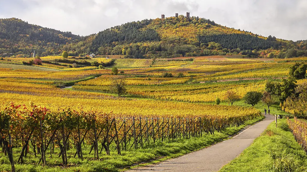 Weinberge-entlang-der-Route-des-Vins-mit-Herbstfarben-Eguisheim-Elsass-Frankreich