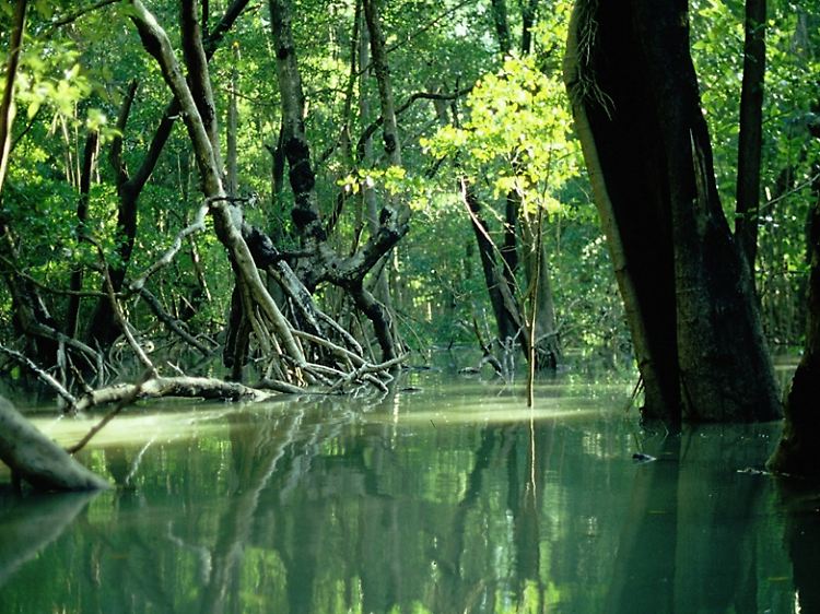 Die Aufnahme zeigt einen Mangrovenwald an der Flußmündung des Daintree-Rivers in Queensland von Australien