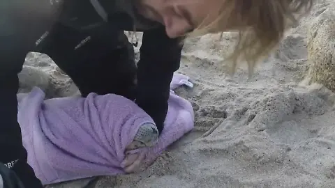 Robbenbabys