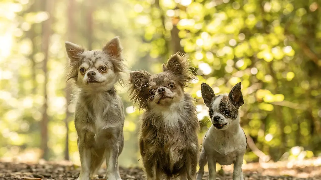 Drei-Chihuahuas-stehen-an-einem-sonnigen-Tag-zusammen-auf-einem-Waldweg-Drei-Chihuahuas-stehen-an-einem-sonnigen-Tag-zusammen-auf-einem-Waldweg-LicenseRF-Copyright-xZoonar