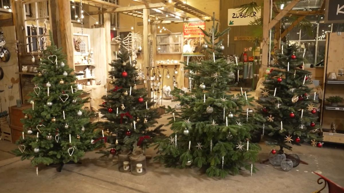 Künstliche Weihnachtsbäume im Test: Welche Kunsttanne von Pure Living, RS Trade-Store oder Wolkenland überzeugt?