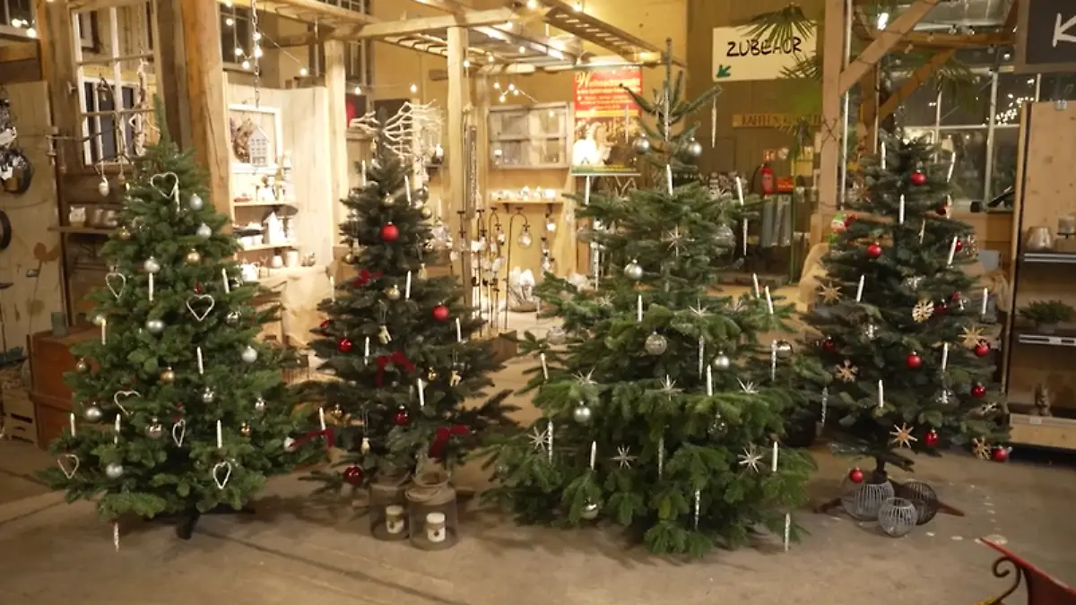 pflanztopf innenbereich Metall Pflanztopf Valentino 20/9