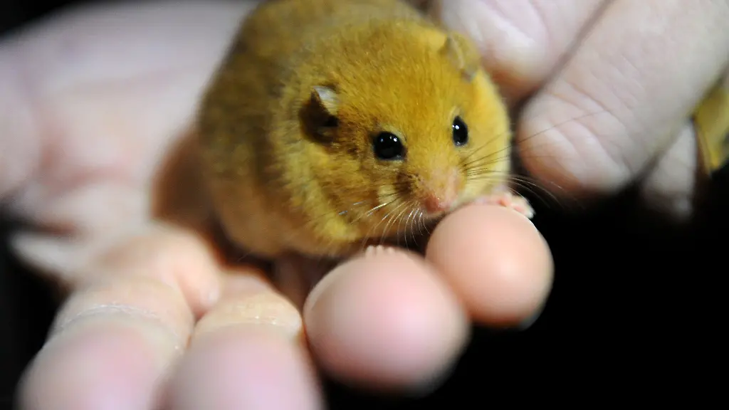 23-Haselmaeuse-wurden-mit-einem-Trick-ins-neue-Quartier-gelockt