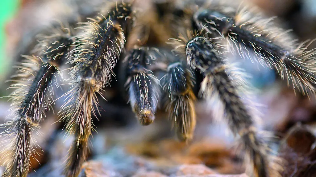 In-zwoelf-Terrarien-werden-Vogelspinnen-gezeigt-die-zuvor-beschlagnahmt-worden-waren