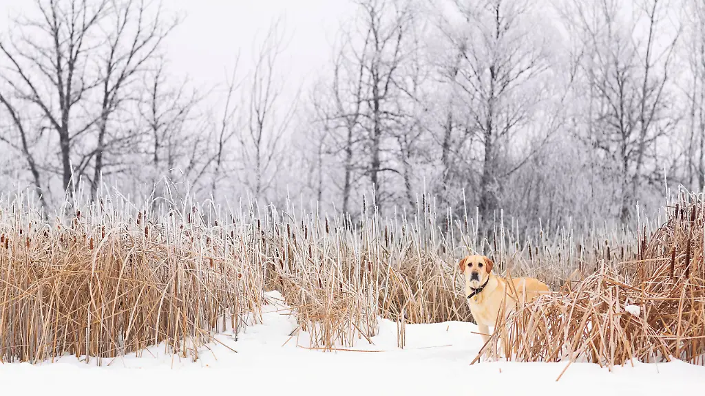 Yellow-Labrador-Retriever-standing-in-a-marsh-on-a-snowy-winter-day-Assiniboine-Forest-Winnipeg-Manitoba-Canada