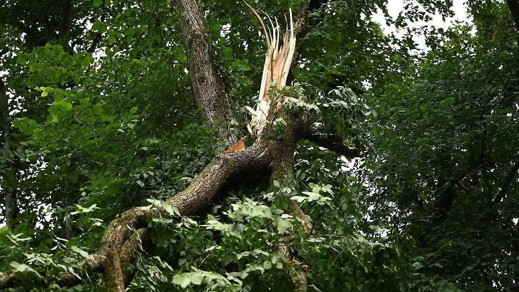 Schwere-Stuerme-hatten-im-Sommer-in-den-Berliner-Waeldern-schwere-Schaeden-verursacht