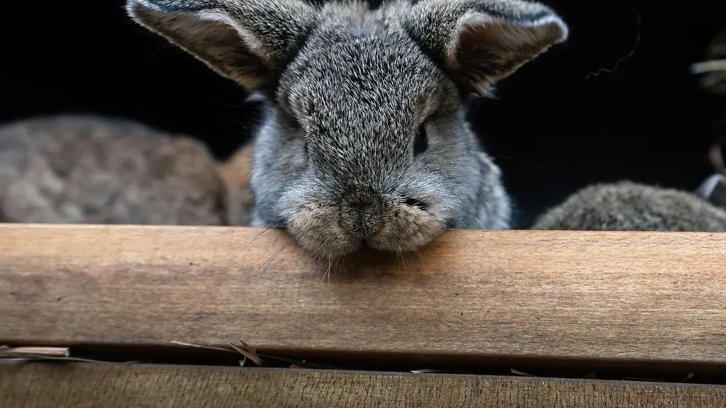 Ein-Kaninchen-landete-auf-dem-Wittenberger-Polizeirevier