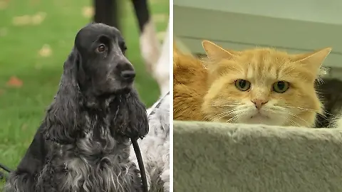 Hunde und Katzen